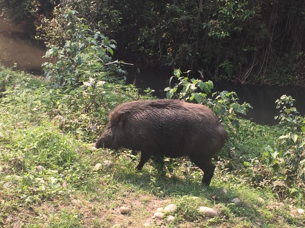 Chitwan Safari Camp & Lodge Sauraha Bagian luar foto