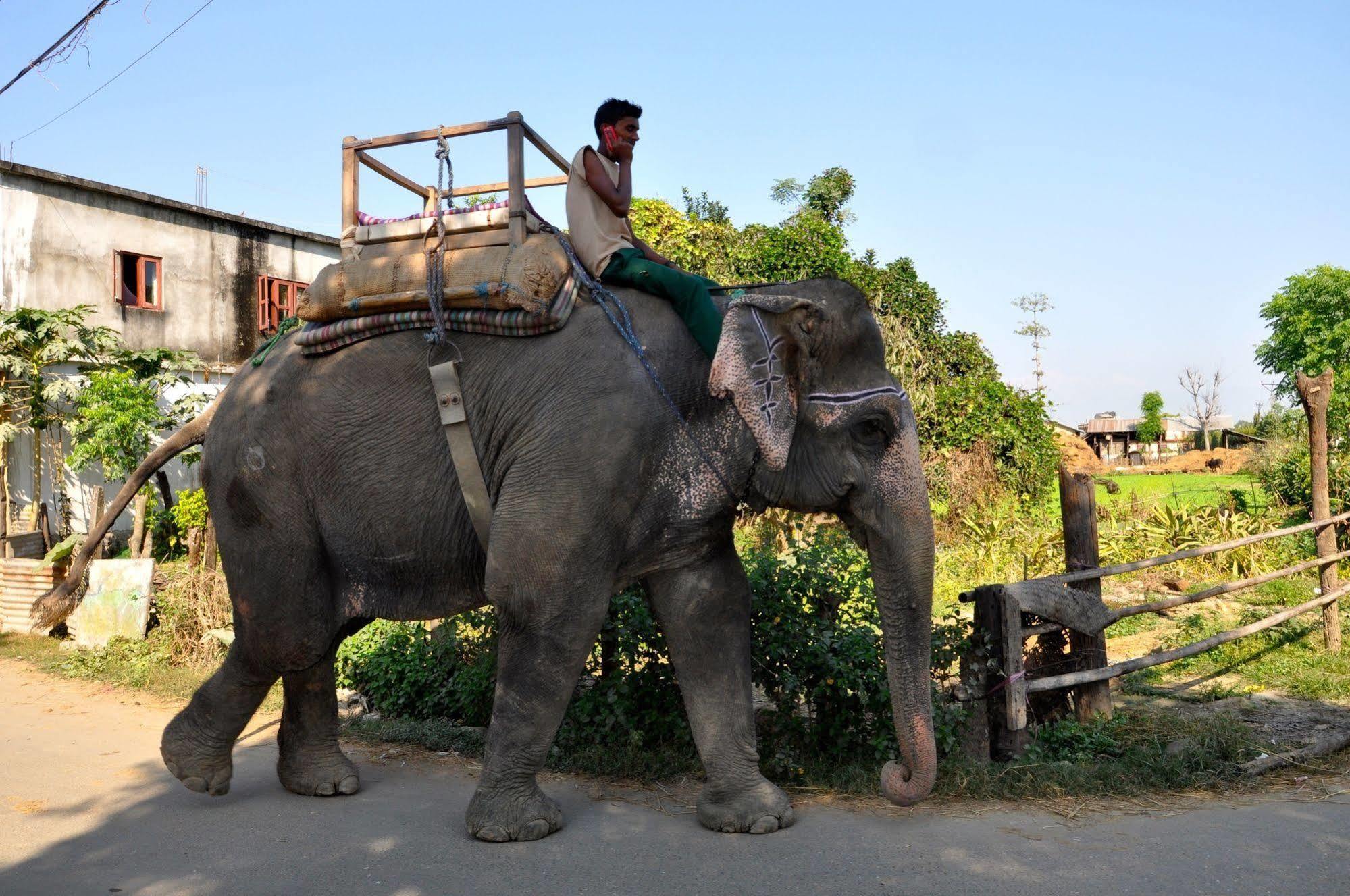Chitwan Safari Camp & Lodge Sauraha Bagian luar foto