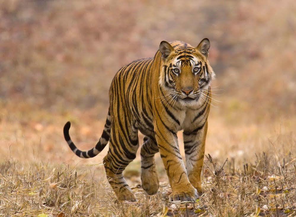 Chitwan Safari Camp & Lodge Sauraha Bagian luar foto